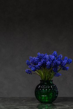 Minimalist bahar, narin mavi muscari çiçekleriyle küçük vazoda gri arka planda izole edilmiş mermer masada..