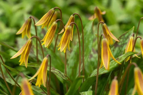 Sarı çiçekli alabalık (Erythronium americanum) şehir parkında. Doğal şehir ortamında narin çiçekler açar, şehir manzaralarında kır çiçeklerini ön plana çıkarır.
