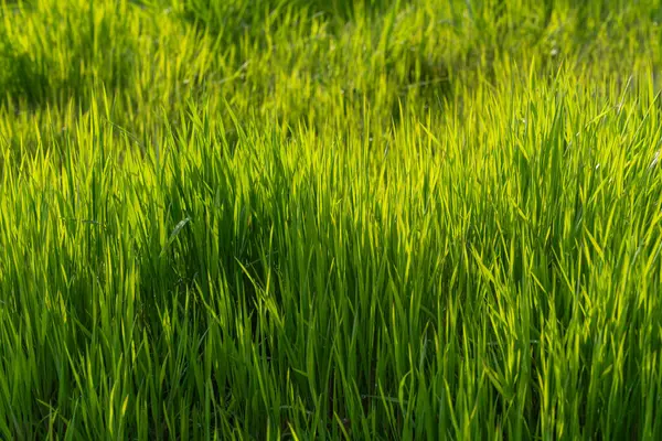 Parlak yeşil çimenler gün ışığında parıldıyor, tazelik hissi yaratıyor. Çevre tasarımı, ilkbahar ve yaz kavramları için mükemmel doğal arka plan.