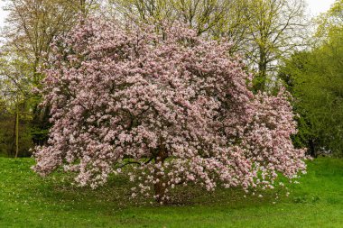 Zarif pembe çiçeklerle kaplı muhteşem manolya ağacı. Şehir parkında mavi gökyüzüne karşı gür dallar açan ilkbahar manzarası. Sembol güzelliği ve yenilenmesi