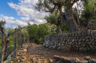 İspanya 'nın Mallorca kentindeki zeytin koruluğundan süzülen manzaralı yürüyüş yolu. Olgun zeytinler hasat için hazır. Zeytinyağı üretimi için..