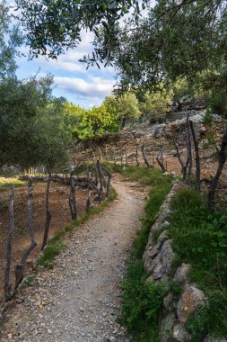 İspanya 'nın Mallorca kentindeki zeytin koruluğundan süzülen manzaralı yürüyüş yolu. Olgun zeytinler hasat için hazır. Zeytinyağı üretimi için..