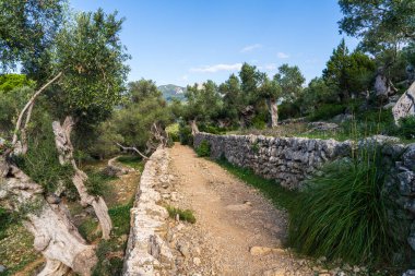 İspanya 'nın Mallorca kentindeki zeytin koruluğundan süzülen manzaralı yürüyüş yolu. Olgun zeytinler hasat için hazır. Zeytinyağı üretimi için..