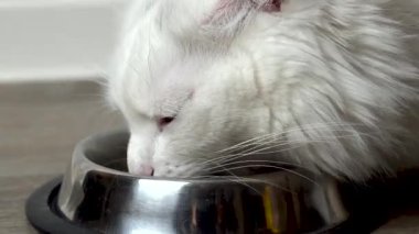 Beyaz tüylü kedi sıcak ev ortamında kaseden kuru yiyecek yiyor. Ağızlığını yumuşak kürkle kapat. Hayvan bakımı kavramı, evcil hayvanın dengeli beslenmesi