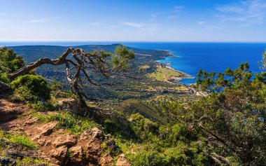 Kıbrıs 'ın Fontana Amoros kentindeki tenha kıyı şeridi eğri çam ağacından görünüyor. Engebeli kayalıklar ve kristal berrak turkuaz sular sakin ve uzak bir atmosfer yaratır..