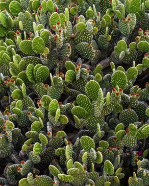 Tavşan kulaklı kaktüs olarak da bilinen Opuntia mikrodasys kaktüsüne yakın, yeşil pedlerin üzerinde yumuşak sarı globitler var. Doğal çöl geçmişi. Egzotik arkaplan