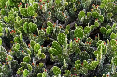 Opuntia mikrodasys kaktüsü yakın planda, tüylü sarı glochidleri oval yeşil pedlerin üzerinde. Doğal çöl ortamında yakalanmış, egzotik bitki örtüsü temaları için ideal..