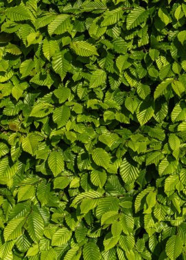 Baharda genç yeşil hornbeam yaprakları olan Carpinus Betulus 'un arka planını kapatın. Parlak, taze yeşillik yoğun, doğal doku oluşturur. Doğa, yenilenme ve çevre konuları için ideal