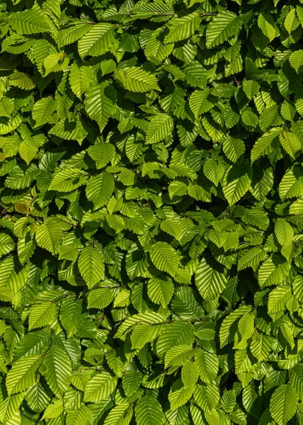 Baharda genç yeşil hornbeam yaprakları olan Carpinus Betulus 'un arka planını kapatın. Parlak, taze yeşillik yoğun, doğal doku oluşturur. Doğa, yenilenme ve çevre konuları için ideal