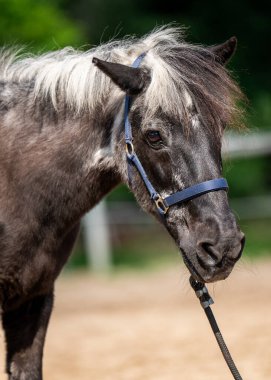 Yakından yaşlı gri bir at. Ağızlık ve yeledeki gri saçlar, geri dönüş özellikleri. Hayvan portresi. Bilgelik, yaş, doğa kavramı.