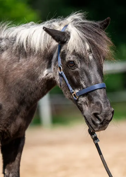 Yakından yaşlı gri bir at. Ağızlık ve yeledeki gri saçlar, geri dönüş özellikleri. Hayvan portresi. Bilgelik, yaş, doğa kavramı.