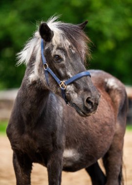 Yaşlı gri bir atın yüzü ve yelesinin detaylı görüntüsü. Yaşlanmanın güzelliğini ve deneyimi temsil eden yıpranmış görünümlü olgun bir hayvan..
