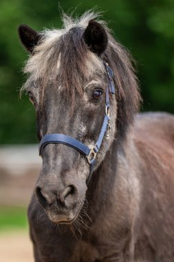 Son sınıf gri atı yakın planda. Dokulu saçlara ve nazik gözlere odaklan. Barışçıl bir görüntü bilgeliği ve zamanın akışını yansıtıyor..