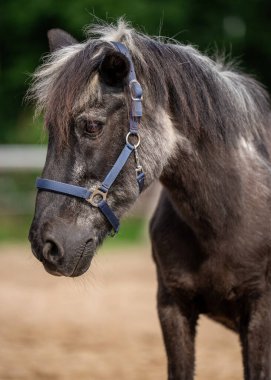 Gri ağızlık ve dalgalı yelesi olan yaşlı bir atın portresi. Sakin ve asil çiftlik hayvanı, doğanın ve yaşın ruhunu somutlaştırıyor..