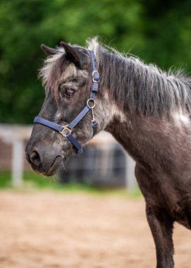 Gri ağızlık ve dalgalı yelesi olan yaşlı bir atın portresi. Sakin ve asil çiftlik hayvanı, doğanın ve yaşın ruhunu somutlaştırıyor..