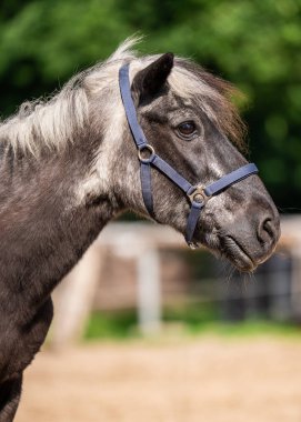 Gümüş saçlı yaşlı gri bir atın yüzü. Zarafet, itibar ve yaşın sessiz gücünü gösteren mahrem bir hayvan portresi.