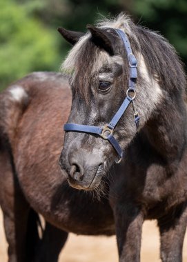 Gri yeleli ve ağızlık takan eski bir minyatür at. Yaşını ve bilgeliğini gösteren sevimli yaşlı bir hayvan. Doğal, kırsal güzellik ve nazik karakter..