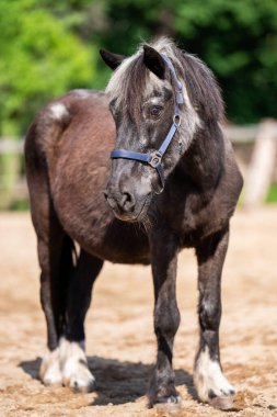 Gümüş yeleli ve gri ağızlıklı yaşlı bir atın portresi. Sakinliği, bilgeliği ve köylü cazibesini somutlaştıran etkileyici yaşlı bir hayvan..