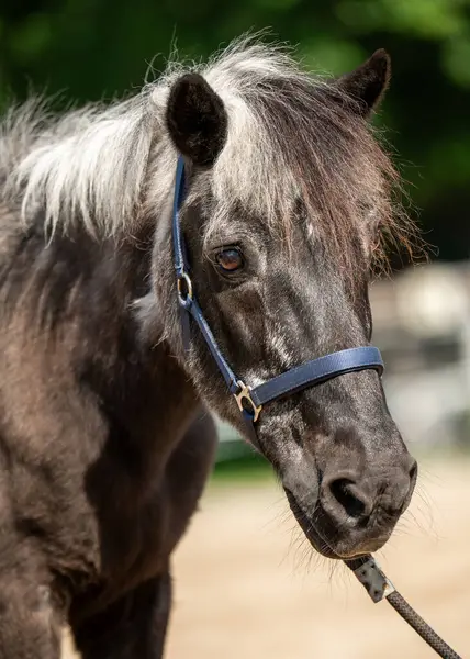 Gri ağızlık ve dalgalı yelesi olan yaşlı bir atın portresi. Sakin ve asil çiftlik hayvanı, doğanın ve yaşın ruhunu somutlaştırıyor..