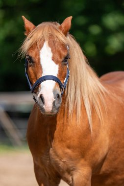 Altın yeleli ve nazik bakışlı sevimli küçük Haflinger atı. Doğal ışıkla çekilmiş, cinsleri yansıtan sevecen ve uysal doğa..