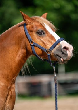 Sıcak ve dostça ifadeli küçük Haflinger atı portresi. Bu nazik ve cana yakın hayvan nazik doğası ve altın kestane kürküyle bilinir..