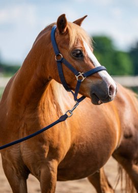 Yüzünde nazik bir ifade olan güzel Haflinger cins atı. Arkadaş canlısı mizacıyla tanınır. Aile atı olarak popüler bir seçimdir..