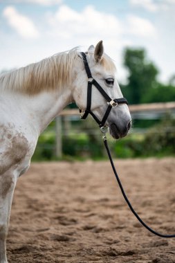 Zarif beyaz atın portresi, sakin ve asil tavrını yansıtıyor. Huzur, güç ve kırsal çekiciliği çağrıştırıyor. Özgürlük ve hayvan zarafeti kavramları için ideal..