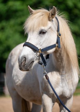 Açık güneşli bir günde zarif beyaz bir at. Sakin kırsal alan, atın zarafetini ve doğanın güzelliğini vurgular..