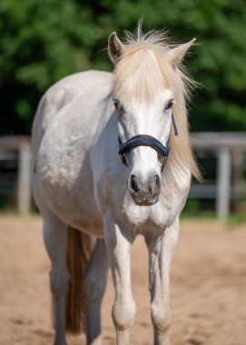 Açık bir yaz gününde güneşli bir çayırda duran zarif beyaz at. Özgürlük, doğa ve binicilik için mükemmel bir tema..