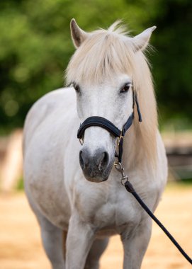 Zarif beyaz at yeşil bir çayırda güneşli bir yaz gününün tadını çıkarıyor. Saflığın, barışın ve doğayla bağın sembolü..