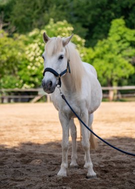 At çiftliğindeki çayırda duran beyaz at. Kırsal yaşam tarzı, hayvan bakımı ve binicilik kültürü kavramı.