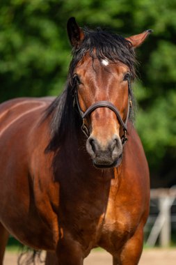 Siyah yeleli kahverengi at ve detaylı bir yakın plan portresi. Etkileyici görünüş gücü, sakinliği ve doğal güzelliği ifade eder..