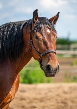 Siyah yeleli muhteşem kahverengi atın yan görüntüsü. Zarif at profili güzelliği, gücü ve doğadaki zarafeti simgeliyor. Güzellik kavramı, güç, doğadaki bağlantı, binicilik hayatı.