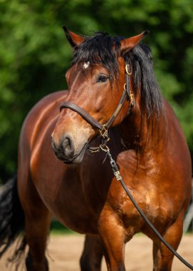 Açık havada duran siyah yeleli güçlü ve güzel kahverengi bir at. Kırsal kesimdeki güç, özgürlük ve doğal zarafet sembolü..