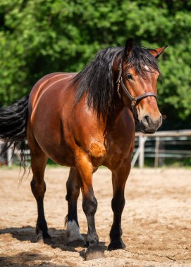 Kırsal alanda duran siyah yeleli görkemli kahverengi bir at. Doğadaki gücü, zarafeti ve özgürlüğü temsil eder..