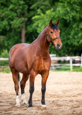 Zarif safkan yarış atı kameranın önünde poz veriyordu. Güneşli bir günde zarif ve bakımlı bir atın portresi. Binicilik, at yarışı ya da hayvan fotoğrafçılığı teması için ideal..