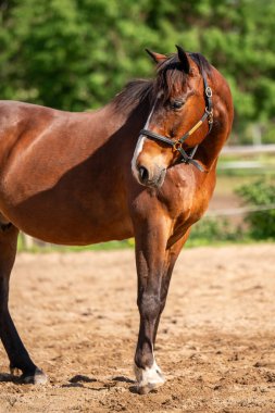 At çiftliğinde sessizce duran kahverengi at. Açık havada, aydınlık bir yaz gününde.