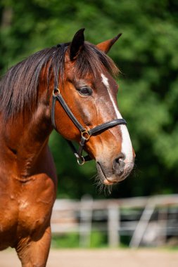 Profilde güzel kahverengi atın portresi. Ağızlığında beyaz leke var. Hayvanların ceketleri güneşte parlar. Kır hayatı, hayvanlarla bağlantı.