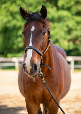 At çiftliğinin çayırında alnında beyaz lekeler olan zarif kahverengi at. Hayvanların paltosu güneşte parlıyor. Kır hayatı, hayvanlarla bağlantı.