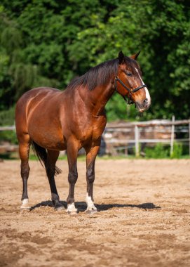 Ağızlığı beyaz lekeli zarif kahverengi at sakince ağılda duruyor. Paltosu güneş altında parlıyor ve parıldıyor. Hayvanların güzelliğini vurguluyor. Doğa, çiftlik hayatı, hayvanlar ve at bakımı kavramı.