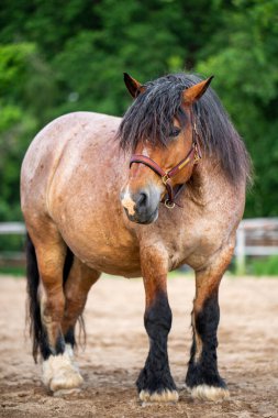 Kırsal alanlara karşı ağılda duran kocaman bir at. Avrupa 'nın en eski ağır silahşörlerinden birinin temsilcisi. Tarım, hayvancılık, at yetiştiriciliği ve çiftlik hayatı kavramı.
