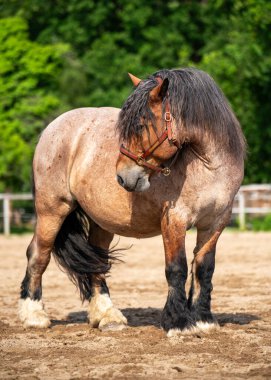 Güçlü Ardennes askere alma atı arka planda kırsal manzarayla birlikte çayırda duruyor. Güç ve dayanıklılığıyla bilinen geleneksel Avrupa ırkı. Çiftçilik kavramı, çiftlik hayvanları, kırsal miras.,
