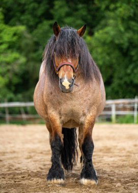 Taşra ağılında görkemli bir ağır askere alma atı. Geleneksel çiftçiliğin, sürdürülebilir tarımın ve kırsal yaşamla bağlantının sembolü. Hayvancılık ve miras teması için idealdir..