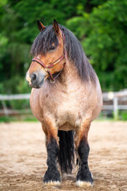 Çiftlik otlağında Massive Ardennes atı. Arka plandaki kırsal alan tarım, at yetiştiriciliği, çalışan hayvanlar ve kırsal yaşam temalarını vurguluyor