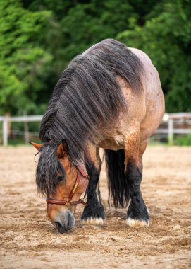 Taşra çiftliğinde gururla duran etkileyici bir at. Geleneği, gücü ve toprakla derin bağları çağrıştırıyor. Tarım, at bakımı ve kırsal markalaşma için mükemmel bir görüntü..