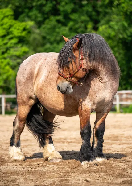 Güçlü Ardennes askere alma atı arka planda kırsal manzarayla birlikte çayırda duruyor. Güç ve dayanıklılığıyla bilinen geleneksel Avrupa ırkı. Çiftçilik kavramı, çiftlik hayvanları, kırsal miras.,