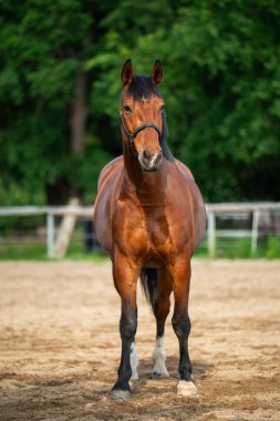 Çayırda dimdik duran zarif kahverengi at. Zarif yapısı ve sakin varlığı, binicilik hayvanlarının güzelliğini ve at yetiştiriciliğinin zarafetini vurguluyor..