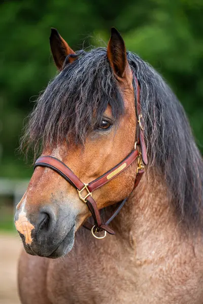 Güçlü Ardennes atına yakın, Avrupa 'nın en eski ve en güçlü cereyan yapan atlarından biri. Geleneksel tarım, at yetiştiriciliği, kırsal yaşam tarzı ve tarım mirası kavramı