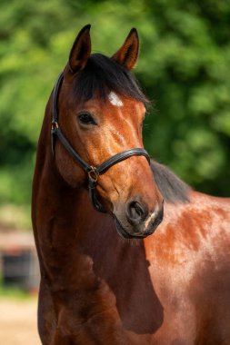 Ata binmenin portresi ağızlık, anlamlı gözler ve zarif yüz hatları. Binicilik sporlarına, at bakımına, çiftlik hayvanlarına ve kırsal güzelliğe odaklanan resimler için ideal.