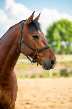 Bu güzel hayvanın zarafetini ve hassasiyetini vurgulamak için atların ağızlık ve gözlerini detaylı bir şekilde kapatıyoruz. Kırsal yaşam, çiftlik hayvanları ve binicilik yaşam tarzı hakkında içerik için ideal.